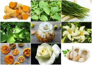 Cách Trị Ho Cho Trẻ Từ Bài Thuốc Dân Gian - Trường Mầm Non STEAM KIDS