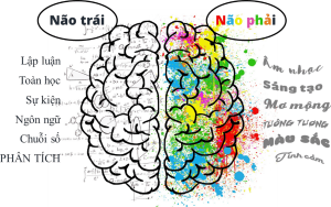 Phát Triển Não Phải - Điều Phụ Huynh Hay Quên Làm Giảm 50% Năng Lực Của Trẻ - Trường Mầm Non STEAM KIDS