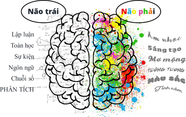 Phát Triển Não Phải - Điều Phụ Huynh Hay Quên Làm Giảm 50% Năng Lực Của Trẻ - Trường Mầm Non STEAM KIDS