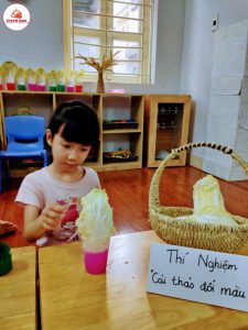 Thí Nghiệm: Cải Thảo Đổi Màu Lớp Steam 1 - Trường Mầm Non STEAM KIDS