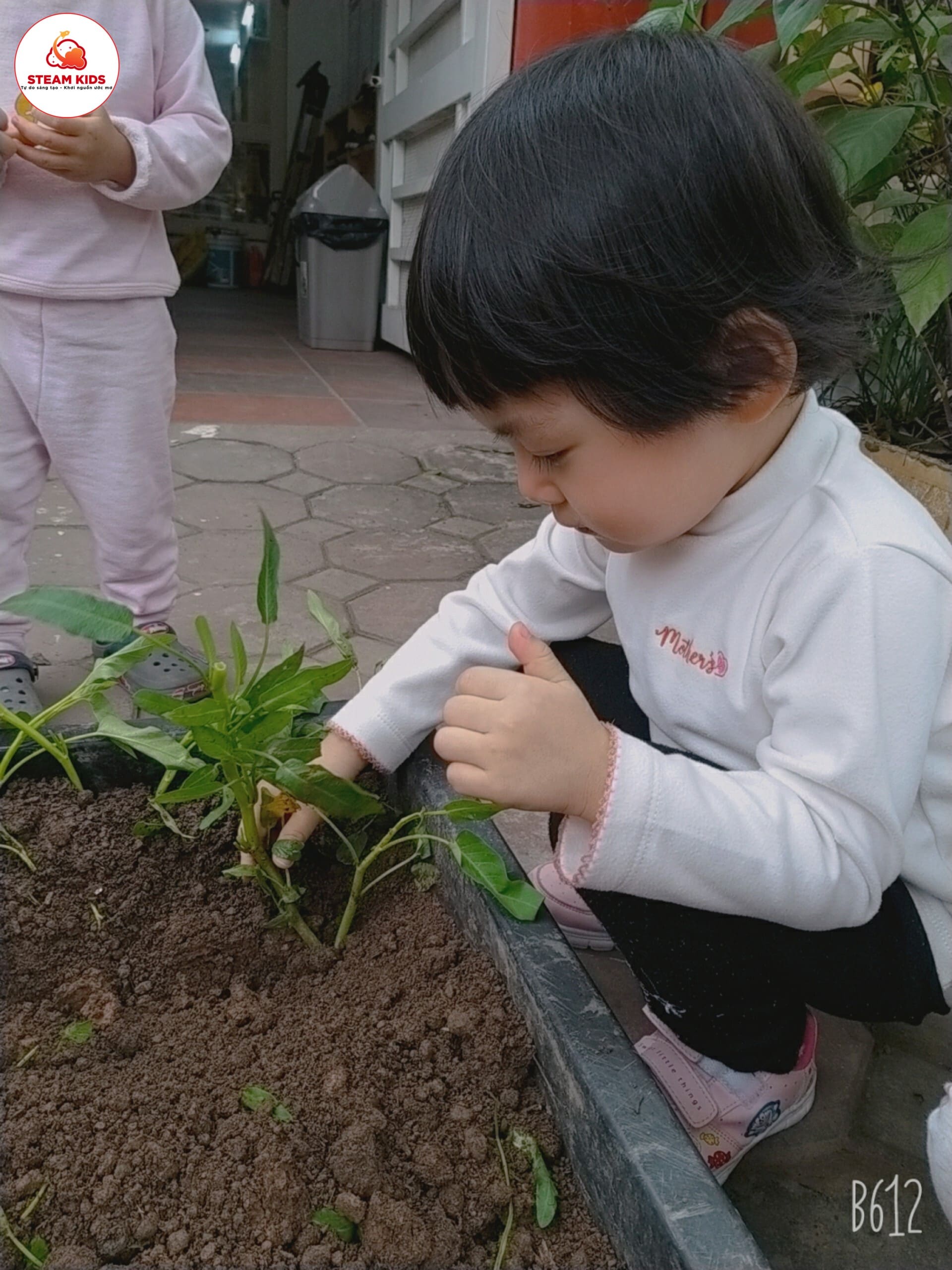 Hoạt Động Trải Nghiệm Trồng Rau Lớp Steam 3 - Trường Mầm Non STEAM KIDS