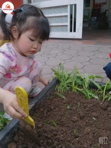 Hoạt Động Trải Nghiệm Trồng Rau Lớp Steam 3 - Trường Mầm Non STEAM KIDS