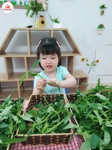 Hoạt Động: Bé Nhặt Rau Muống Lớp Steam 3 - Trường Mầm Non STEAM KIDS