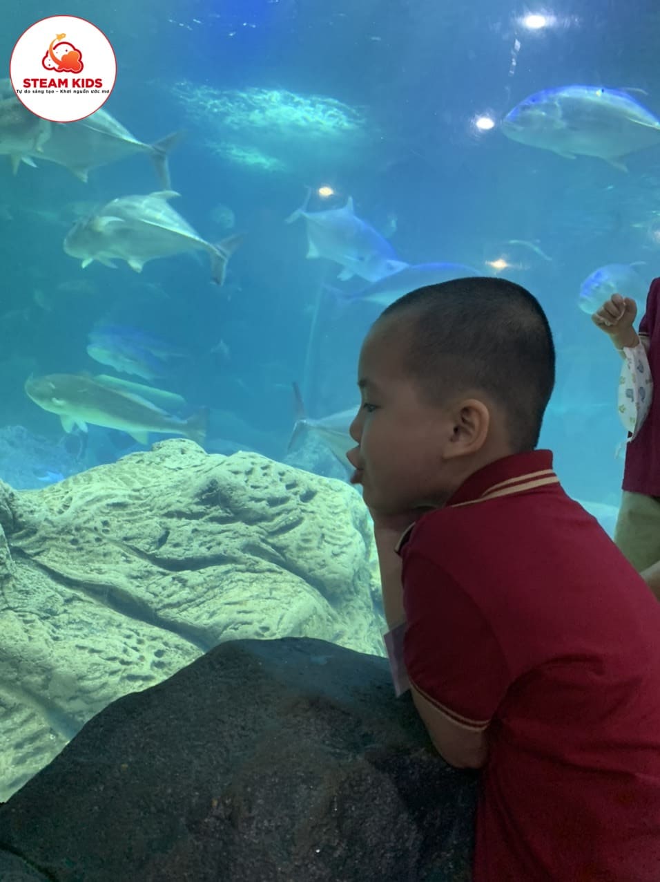 Hoạt Động Trải Nghiệm Tại Thủy Cung Time City Hoạt Động Trải Nghiệm Tại Thủy Cung Time City - Trường Mầm Non STEAM KIDS