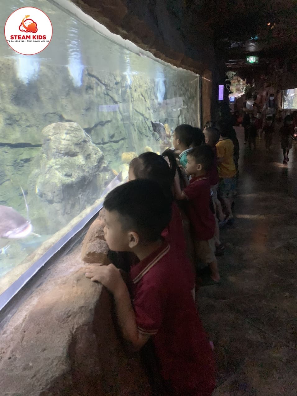 Hoạt Động Trải Nghiệm Tại Thủy Cung Time City Hoạt Động Trải Nghiệm Tại Thủy Cung Time City - Trường Mầm Non STEAM KIDS