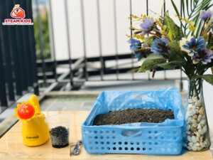 CÂY CẦN GÌ ĐỂ LỚN LÊN VÀ PHÁT TRIỂN!! - Trường Mầm Non STEAM KIDS