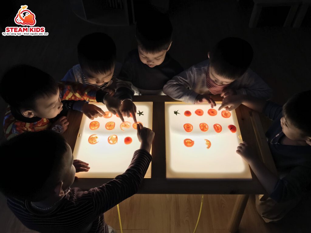 HOẠT ĐỘNG REGGIO: KHÁM PHÁ QUẢ CÀ CHUA TRÊN BÀN ÁNH SÁNG - Trường Mầm Non STEAM KIDS