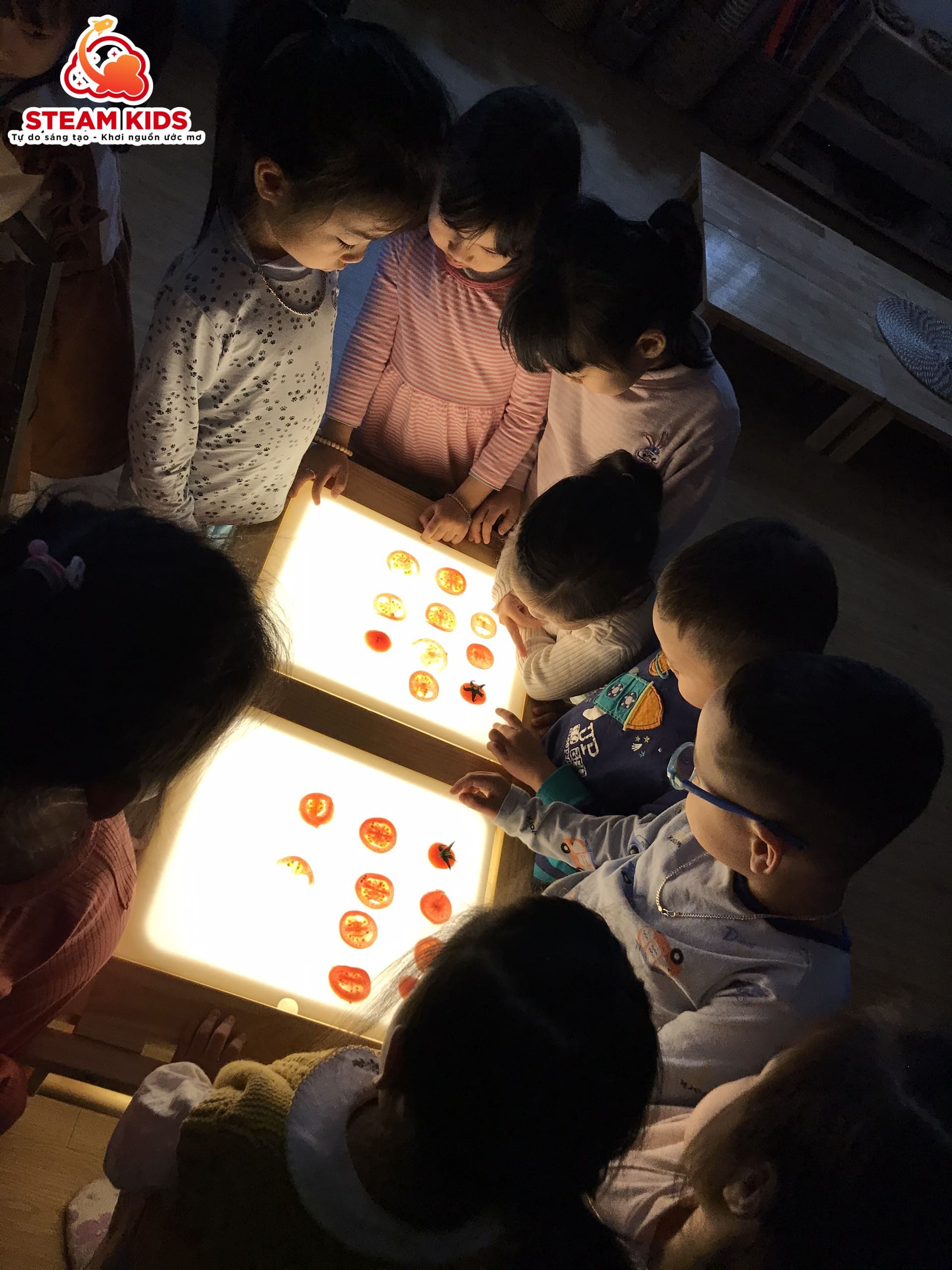 HOẠT ĐỘNG REGGIO: KHÁM PHÁ QUẢ CÀ CHUA TRÊN BÀN ÁNH SÁNG - Trường Mầm Non STEAM KIDS