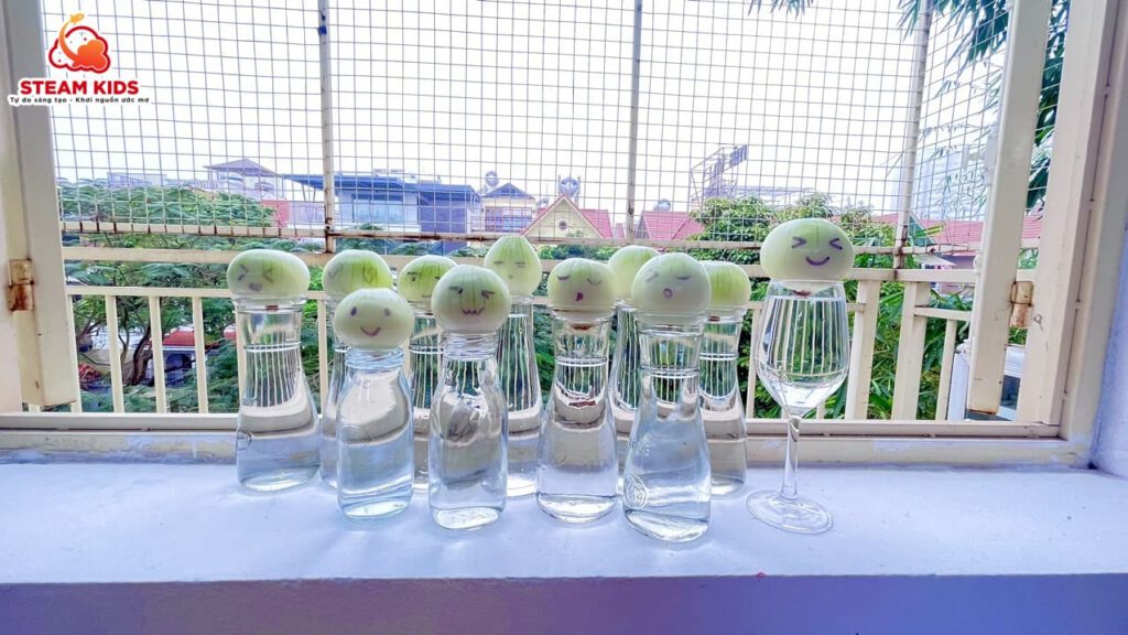 BÉ TRỒNG CÂY THỦY SINH - Trường Mầm Non STEAM KIDS
