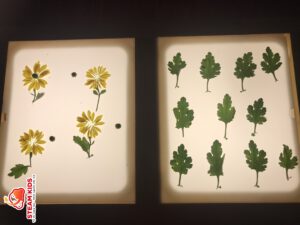 HOẠT ĐỘNG VỚI BÀN ÁNH SÁNG: KHÁM PHÁ HOA CÚC - Trường Mầm Non STEAM KIDS