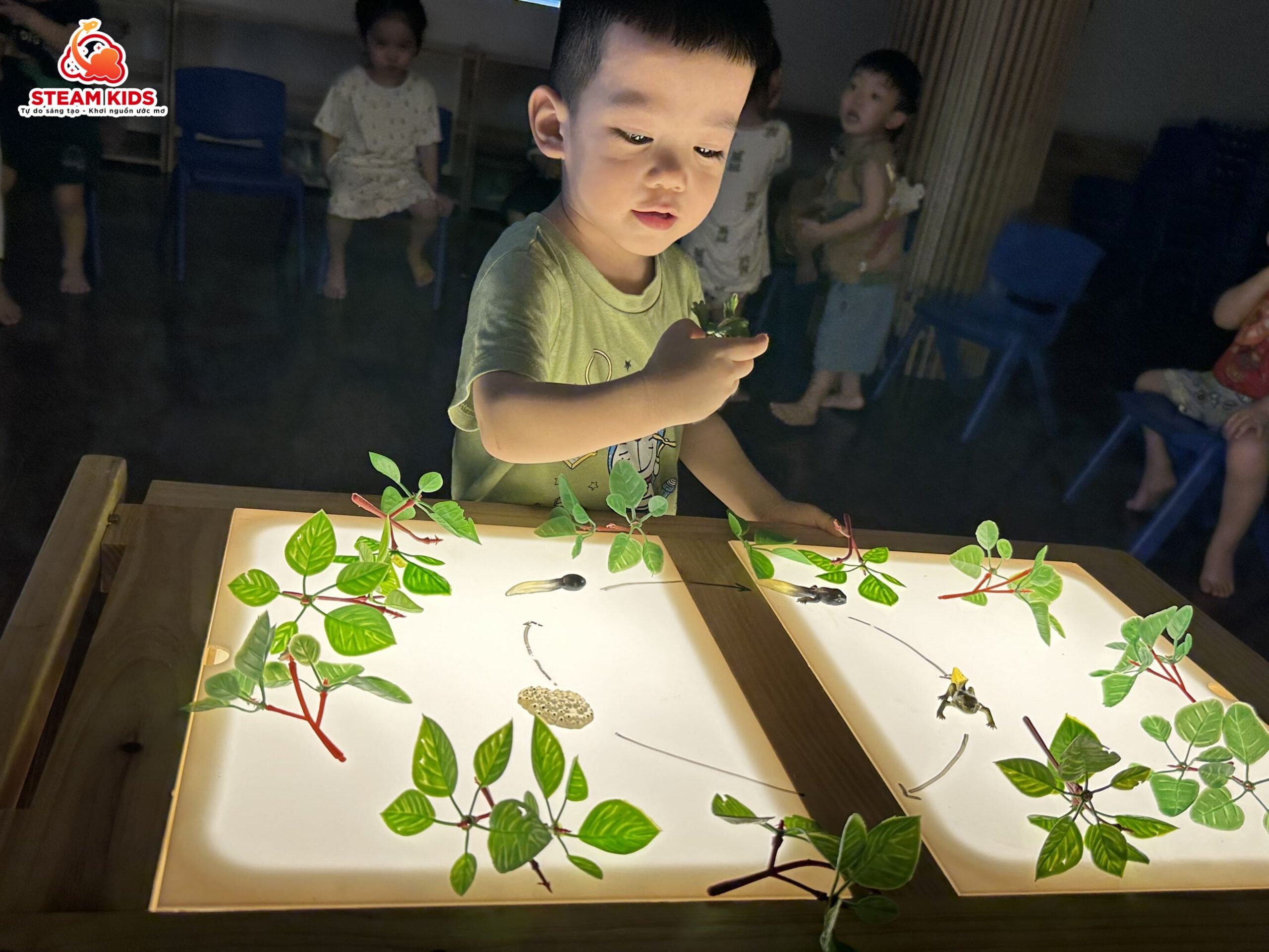 KHÁM PHÁ KHOA HỌC: VÒNG ĐỜI CỦA ẾCH - Trường Mầm Non STEAM KIDS