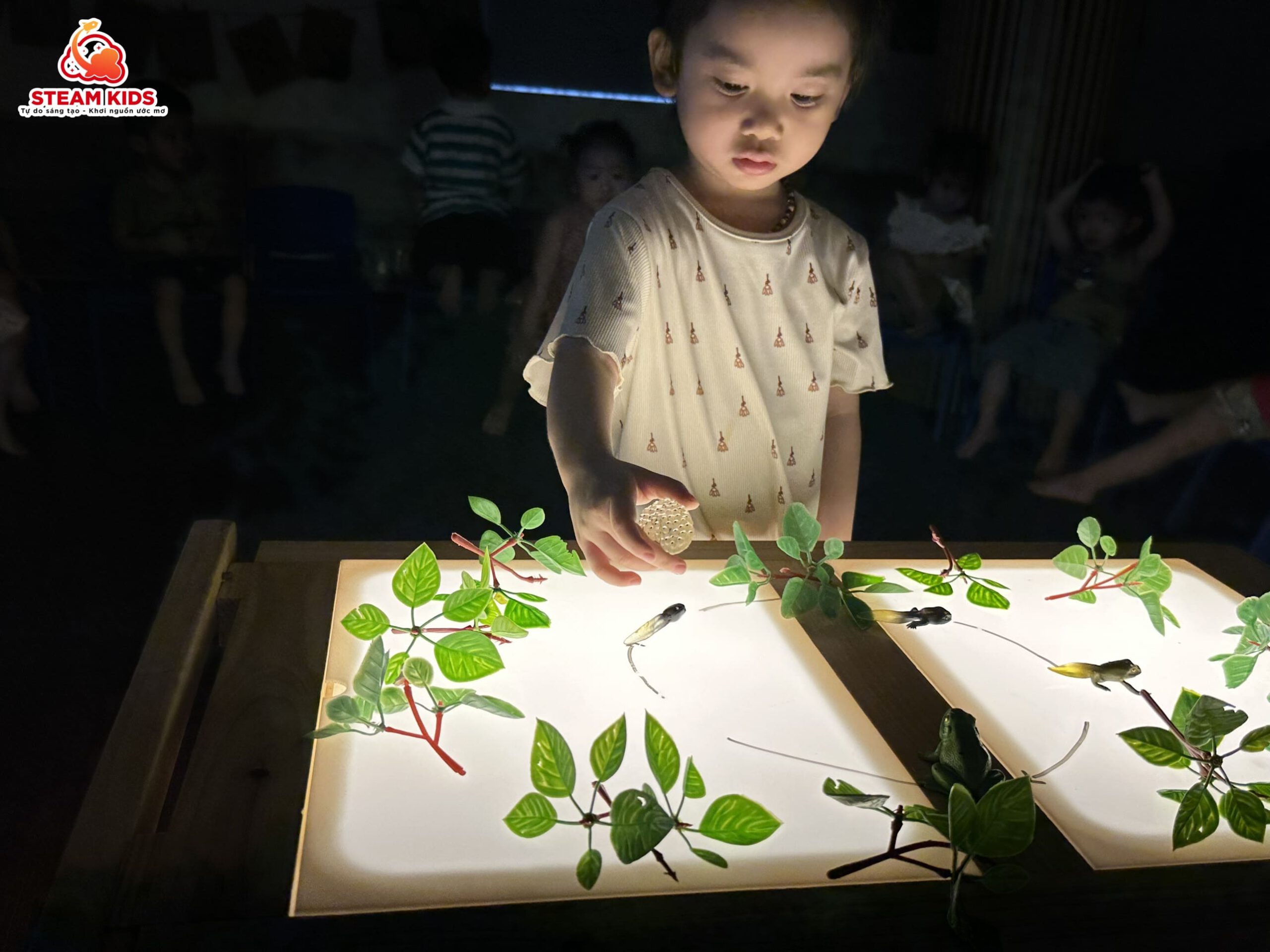 KHÁM PHÁ KHOA HỌC: VÒNG ĐỜI CỦA ẾCH - Trường Mầm Non STEAM KIDS