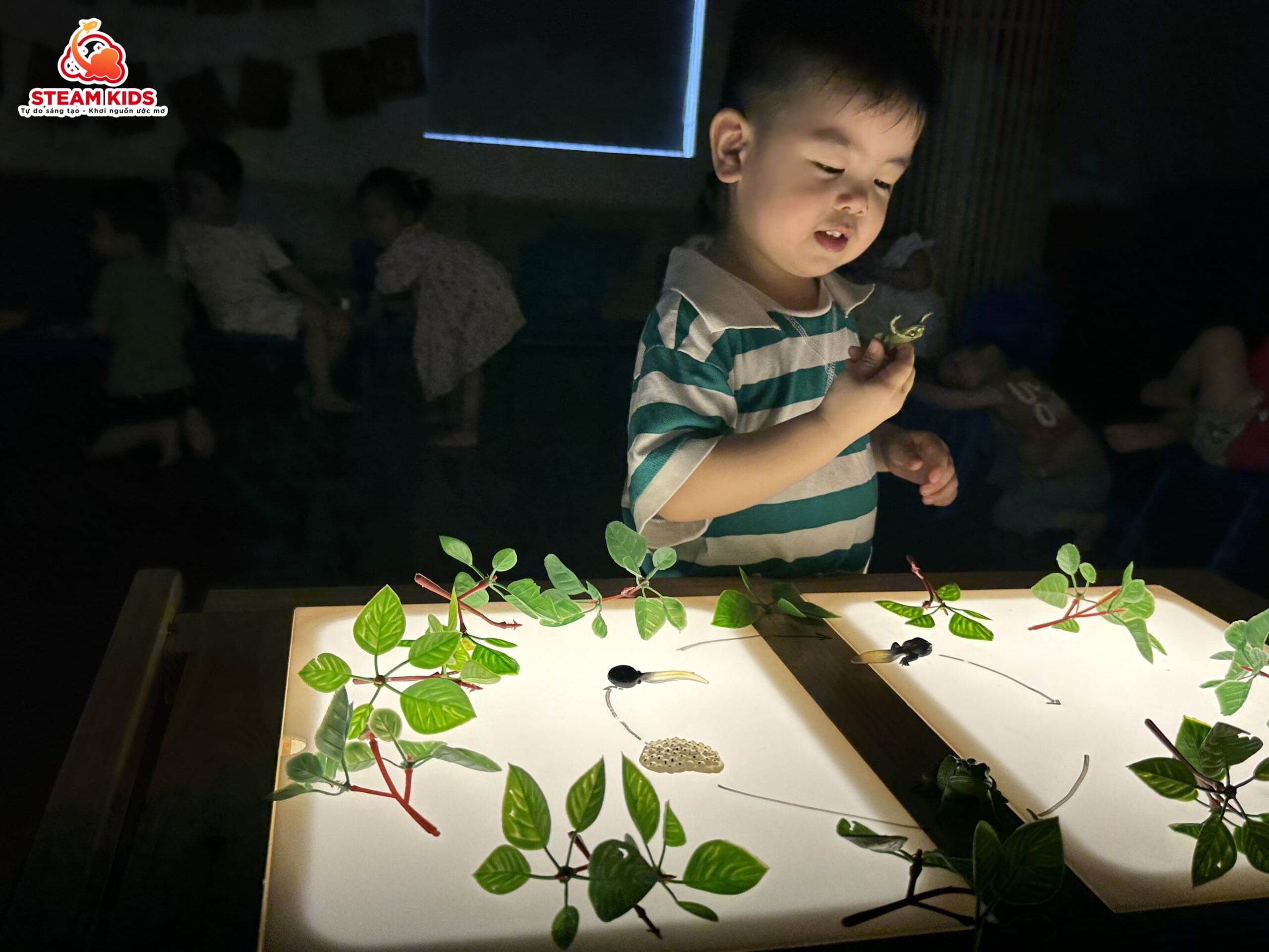 KHÁM PHÁ KHOA HỌC: VÒNG ĐỜI CỦA ẾCH - Trường Mầm Non STEAM KIDS